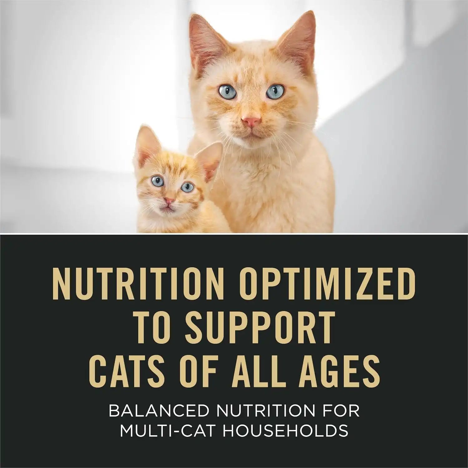 purinadogfood.it.com