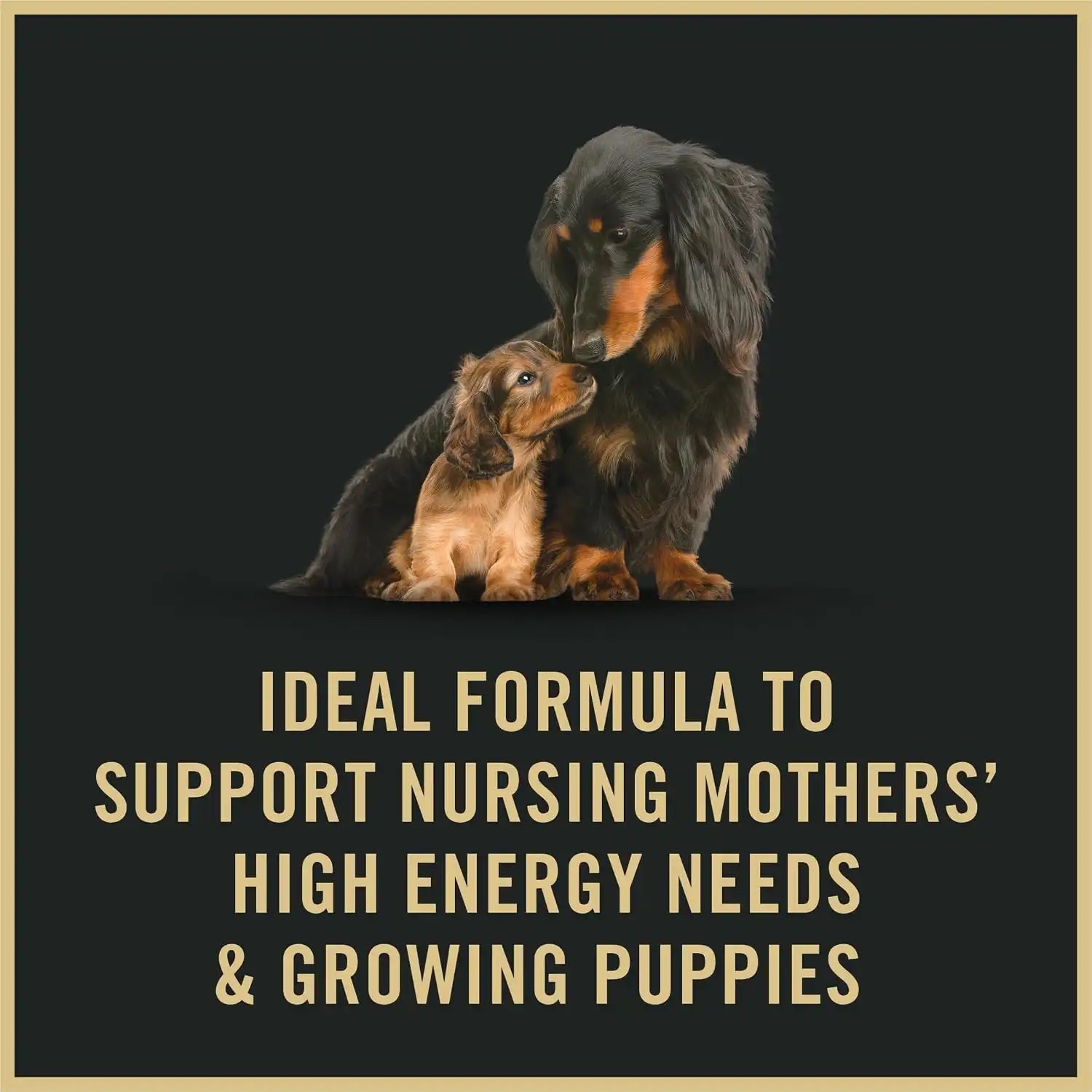 purinadogfood.it.com