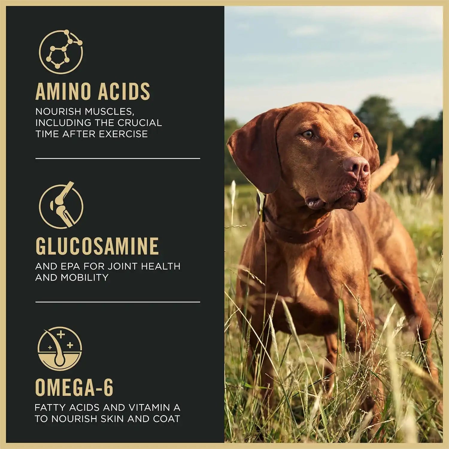 purinadogfood.it.com