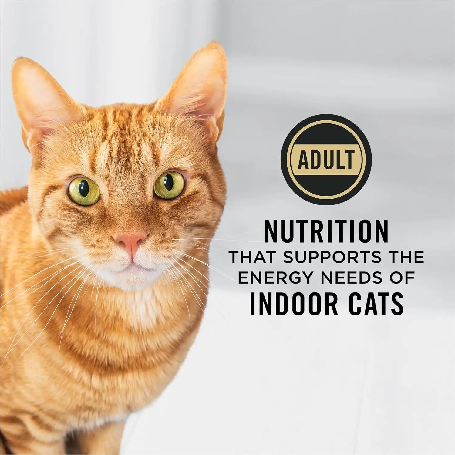 purinadogfood.it.com