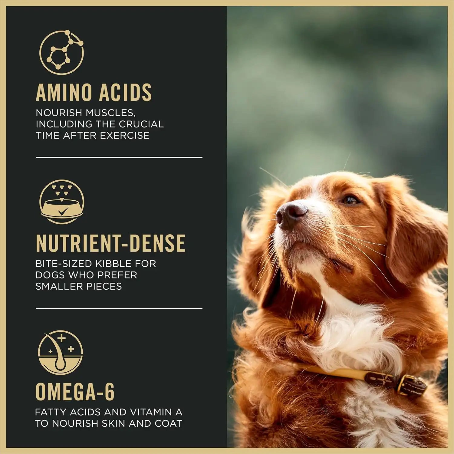 purinadogfood.it.com