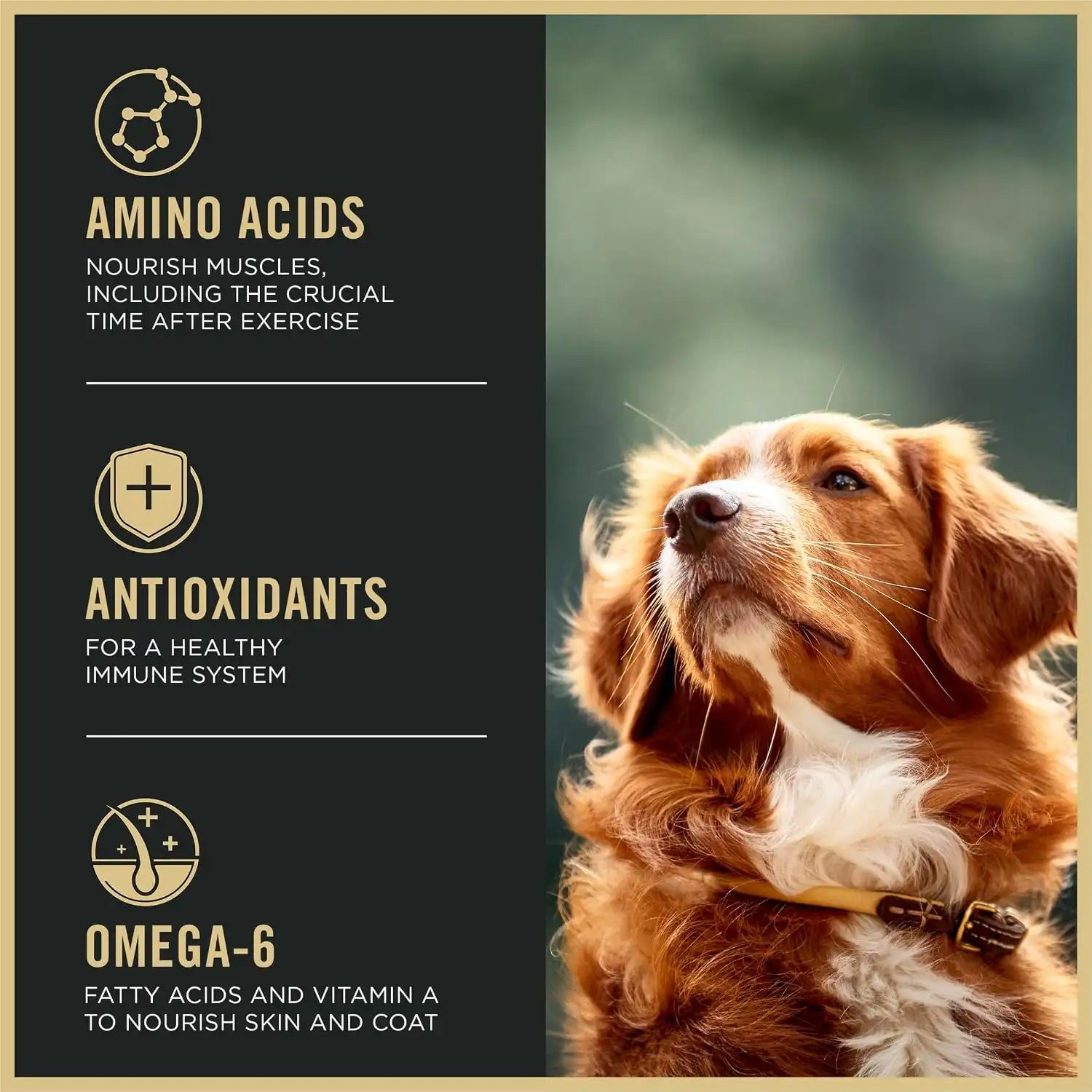 purinadogfood.it.com